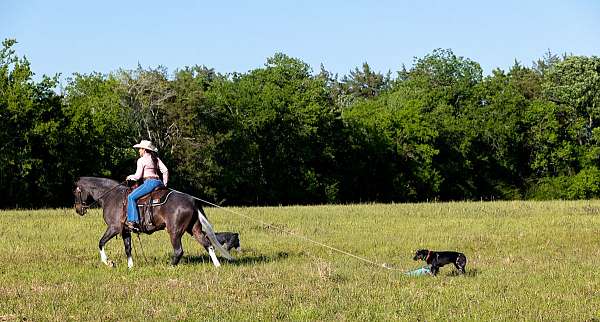 trail-horse-for-sale-tennessee-walking