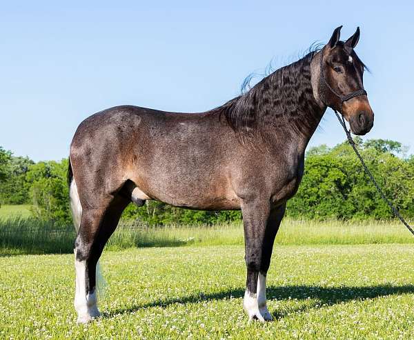 bay-roan-the-horse