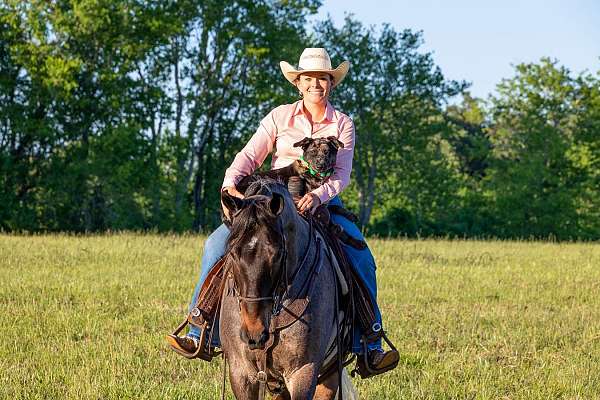 traffic-safe-horse-tennessee-walking