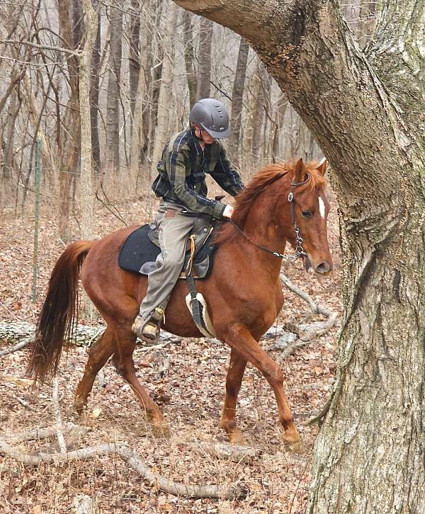 star-horse