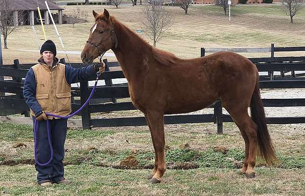 sorrel-star-horse