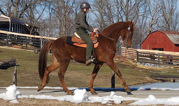all-around-tennessee-walking-horse