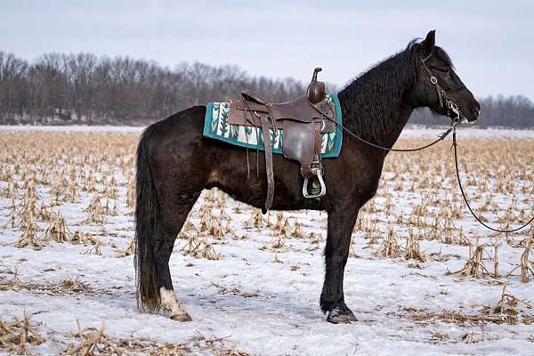 beginner-trail-gelding-foal