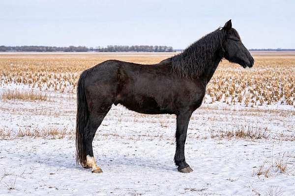 all-around-missouri-fox-trotter-horse
