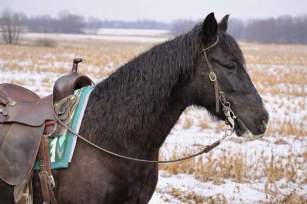athletic-missouri-fox-trotter-horse