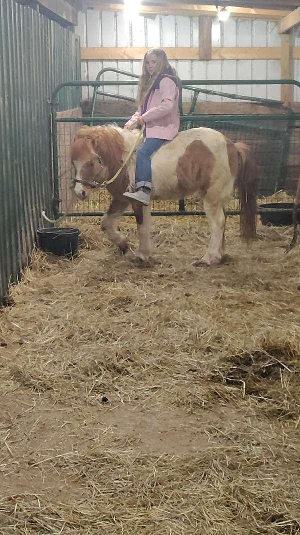 dun-white-paint-pony-for-sale