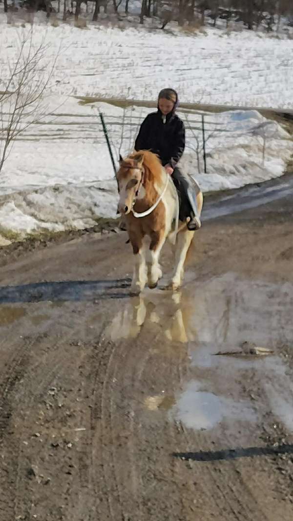 dun-white-paint-pony-gelding