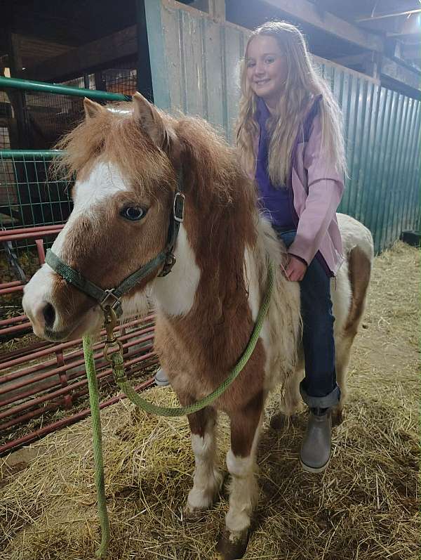 dun-white-paint-pony