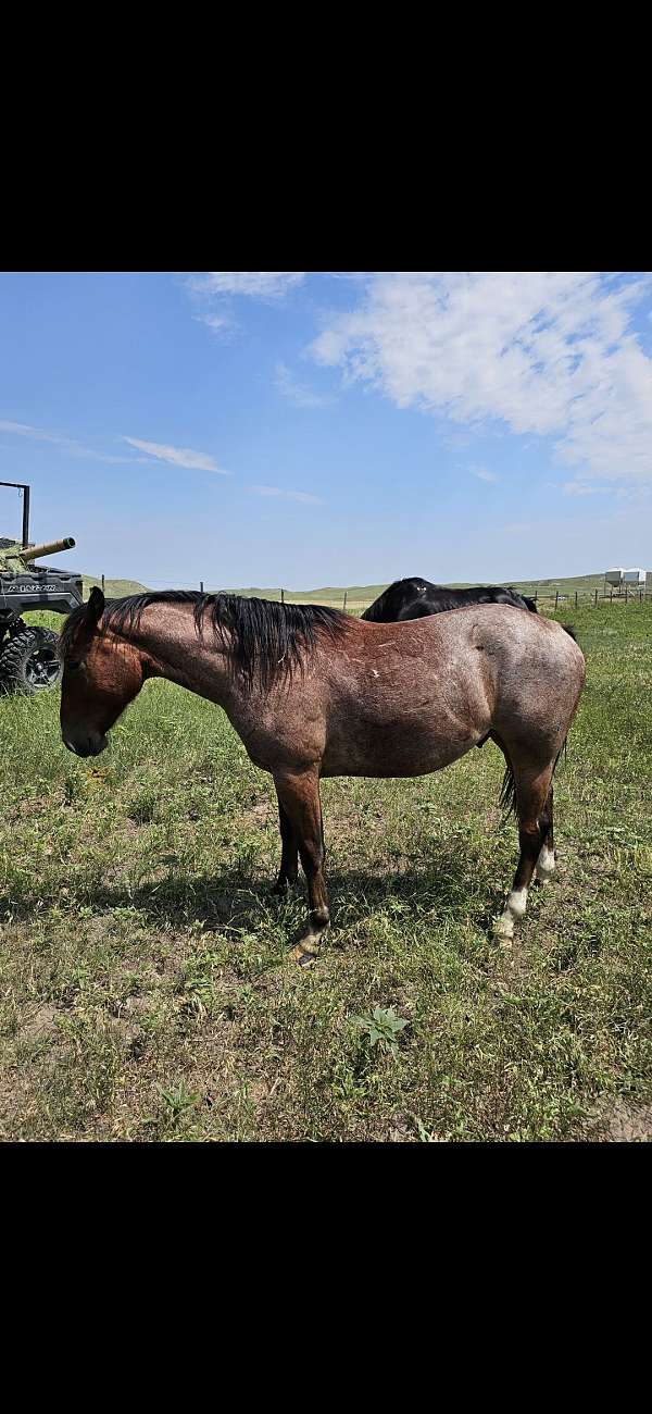 quarter-horse-gelding