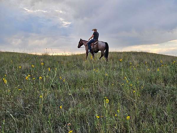 quarter-horse-for-sale