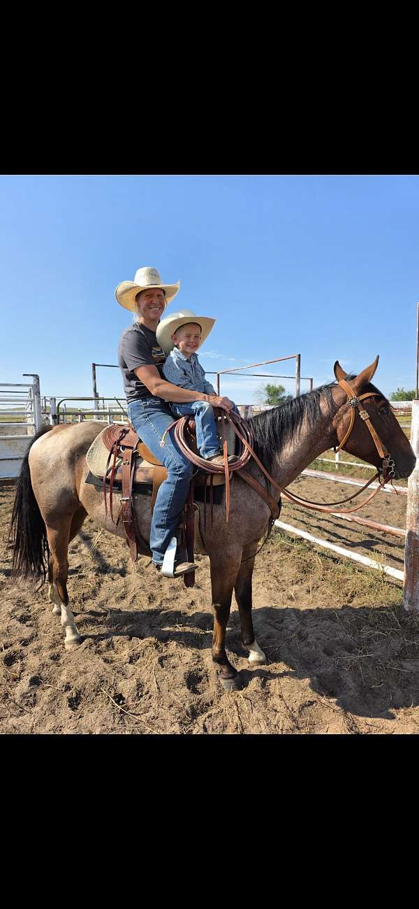 quarter-horse