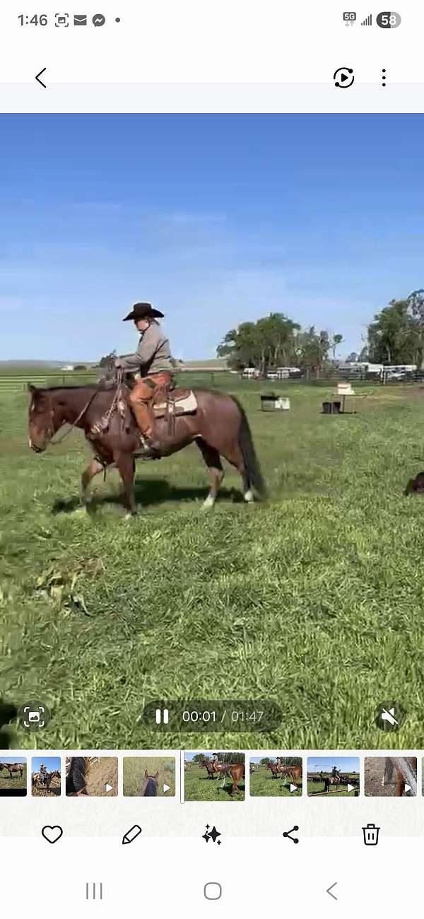 gelding