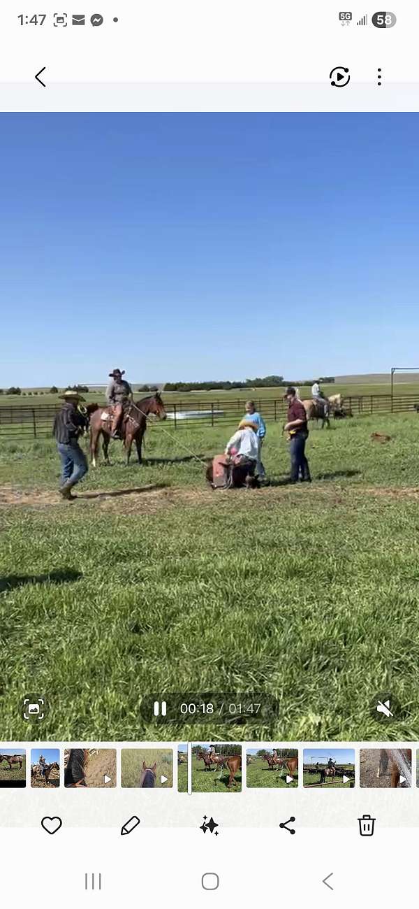 all-around-ranch-gelding