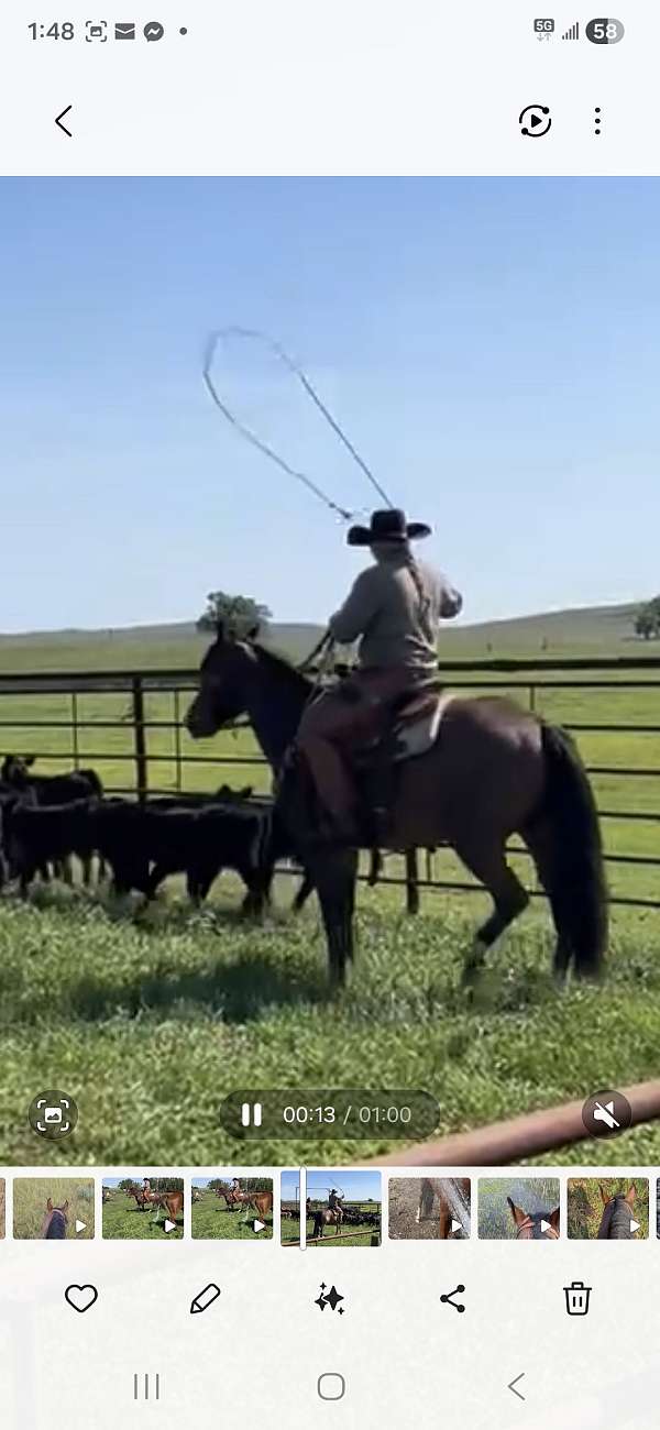 all-around-ranch-horse