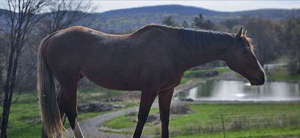 blonde-tail-pony