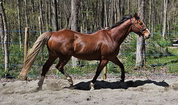 chestnut-three-white-socks-pony
