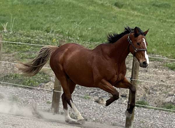 chestnut-blonde-tail-pony