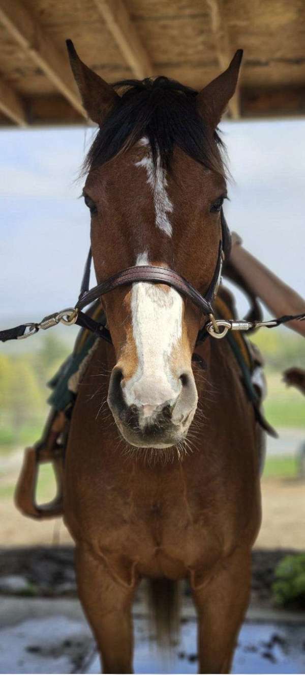adults-thoroughbred-pony