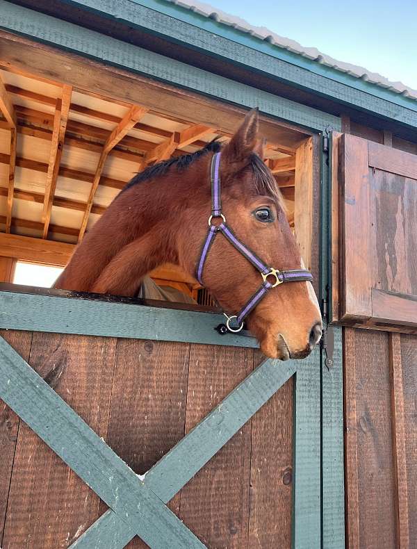 all-thoroughbred-pony