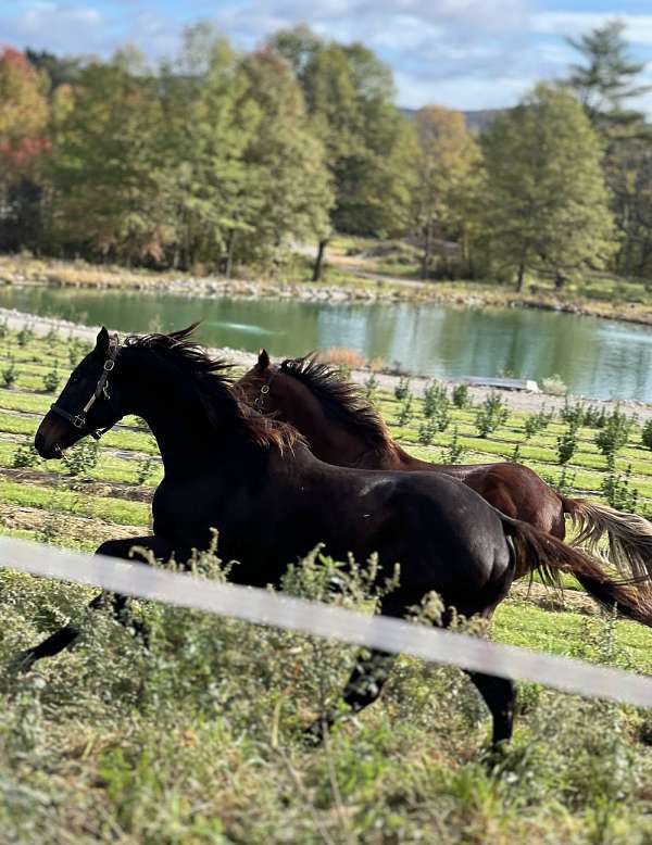 anyone-thoroughbred-pony