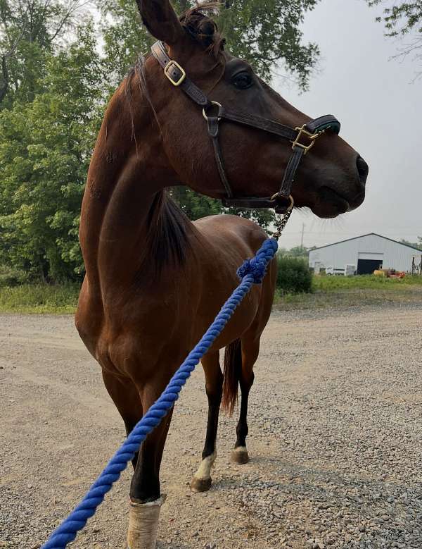 back-thoroughbred-pony