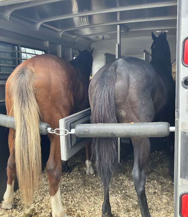 back-up-thoroughbred-pony