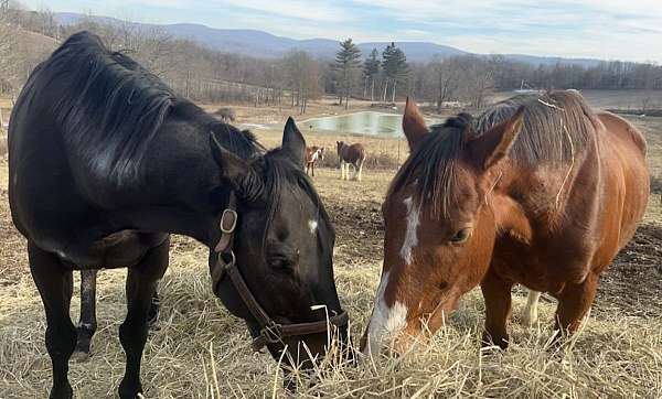bloodlines-thoroughbred-pony