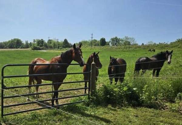 bold-thoroughbred-pony