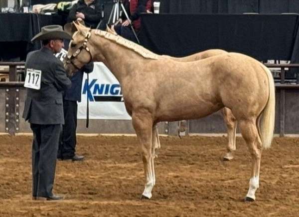 jmk-quarter-horse