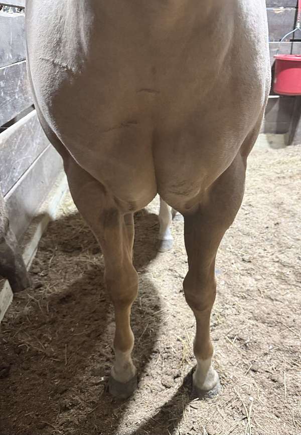 jmk-horse