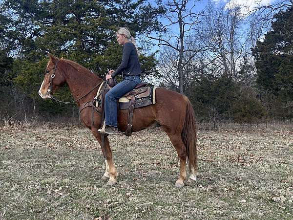 broke-to-ride-rocky-mountain-horse