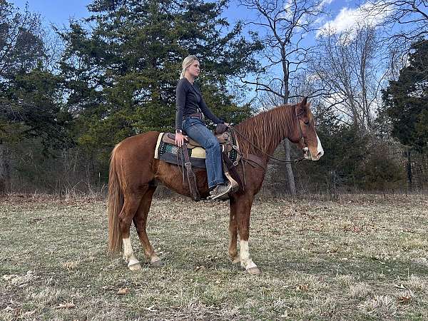 cheyenne-rocky-mountain-horse