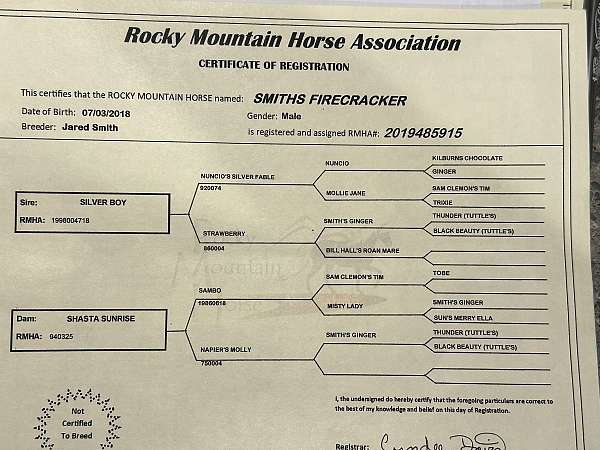 down-the-road-rocky-mountain-horse