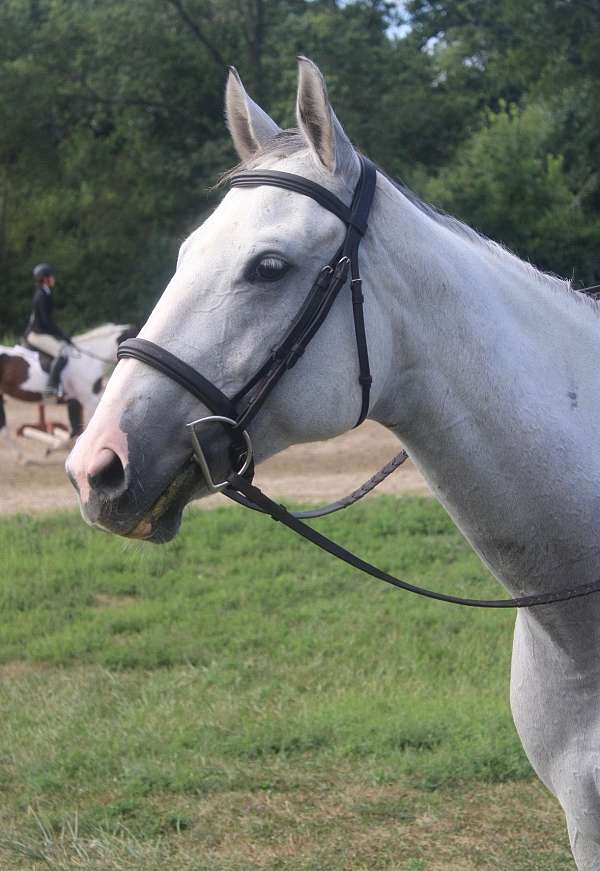 hunter-quarter-horse