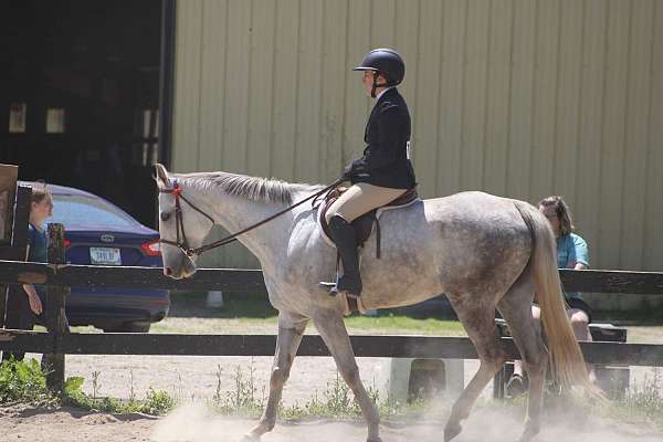 hunter-jumper-quarter-horse