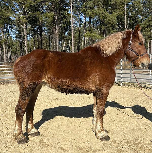 sorrel-mare-for-sale
