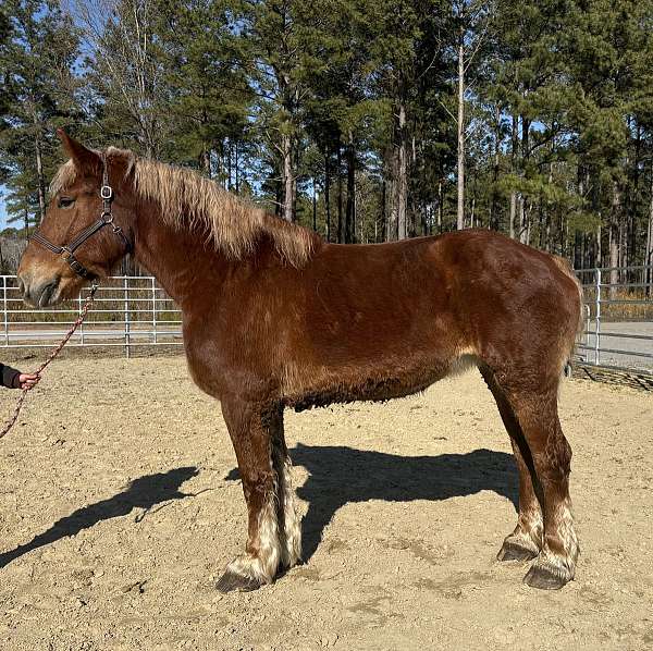 sorrel-belgian-mare