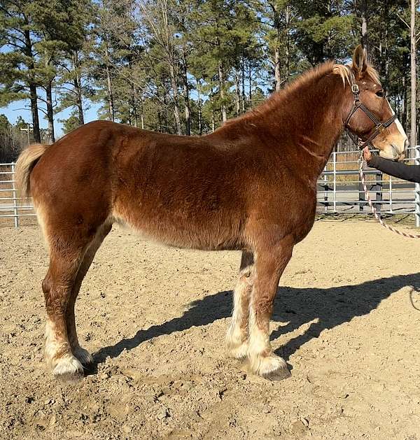 sorrel-mare-for-sale