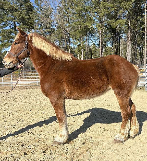sorrel-belgian-mare