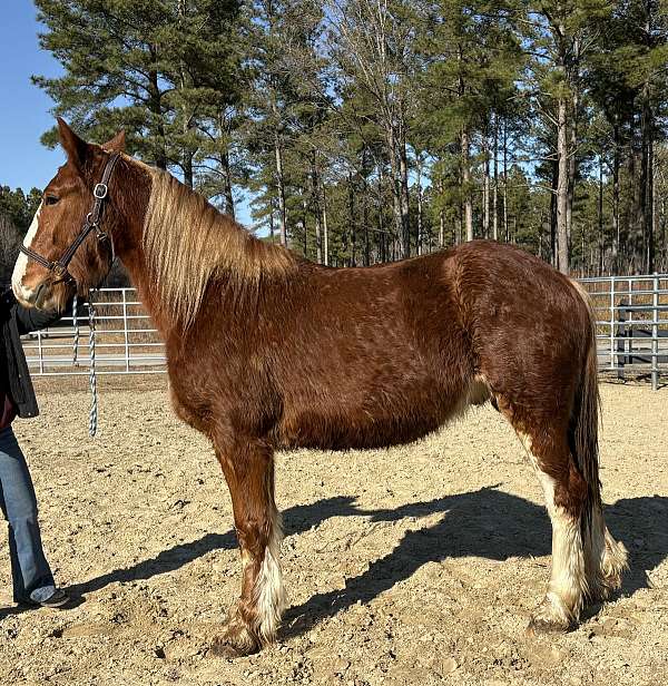 sorrel-draft-gelding