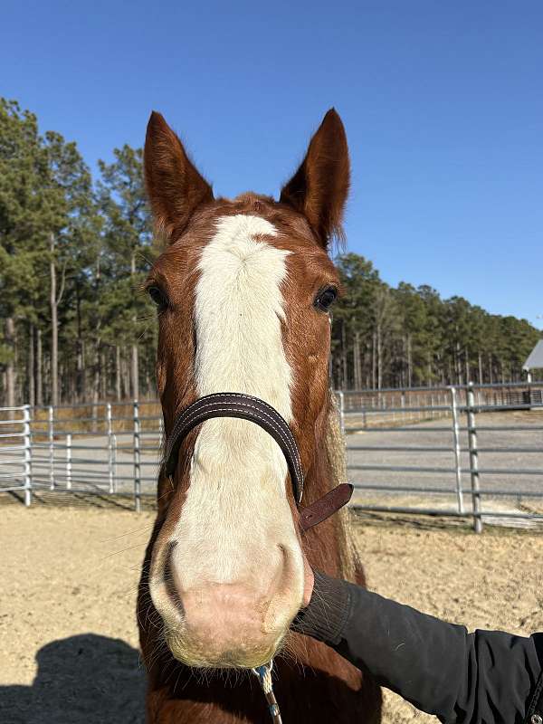 15-hand-draft-gelding