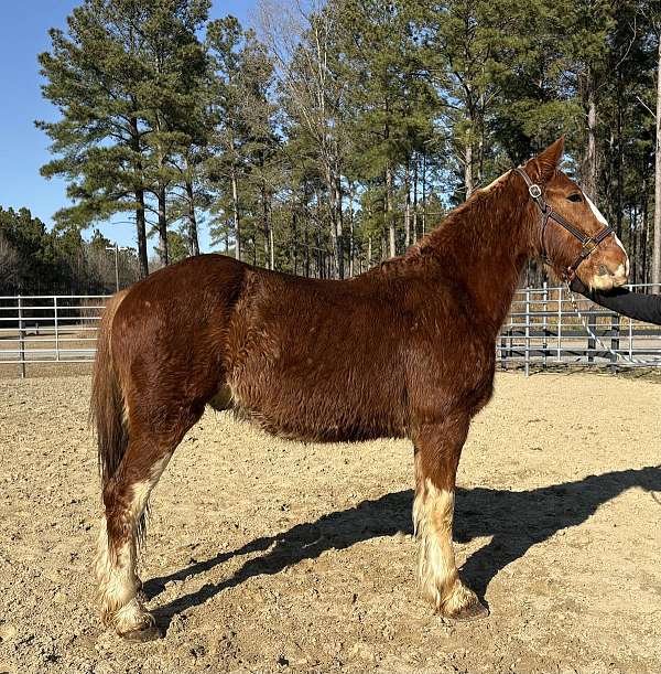 sorrel-gelding-for-sale