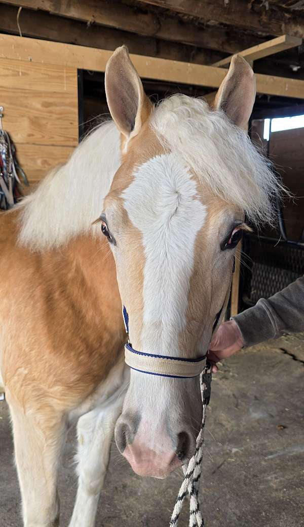 haflinger-horse