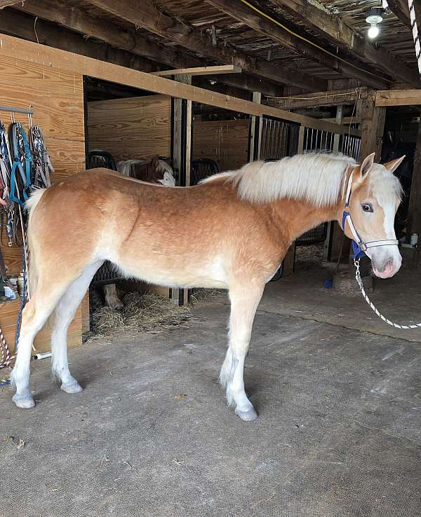 haflinger-filly
