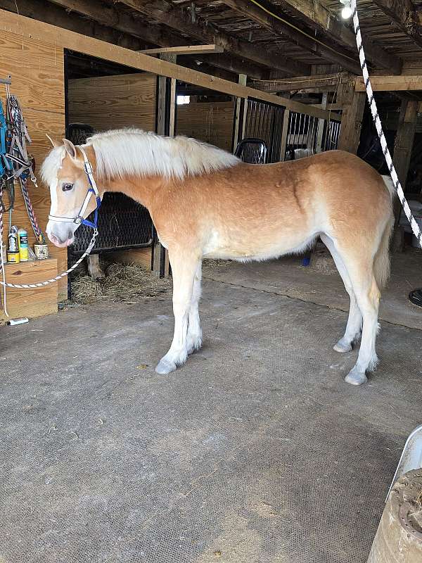 haflinger-horse-for-sale