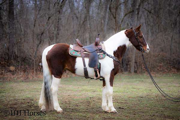 all-around-spotted-saddle-horse