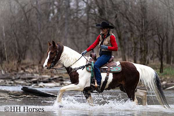 drill-team-spotted-saddle-horse