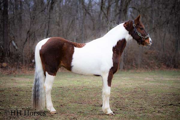 endurance-spotted-saddle-horse
