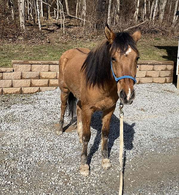 quarter-pony-for-sale
