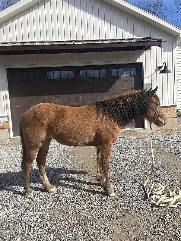 quarter-pony-mare
